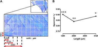 Mathematical analysis for spatial distribution of vessels, mast cells and adipocytes in superficial fascia